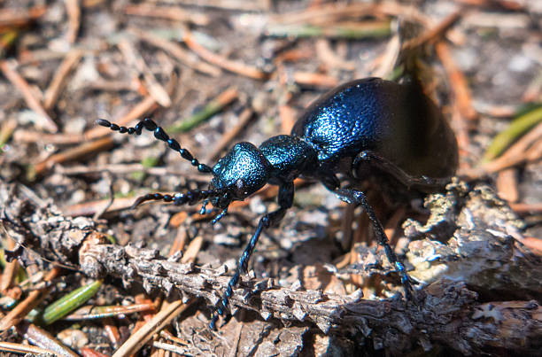 istock Blue scarab on the ground 592002902