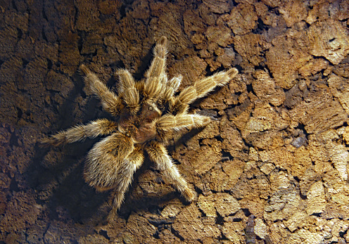 Single Tarantula living inside of a Terrarium.