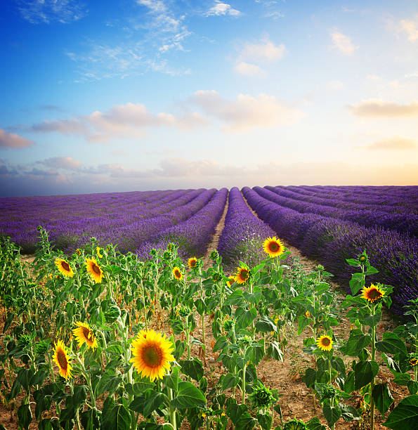 istock Sunflower and Lavender field 592003092