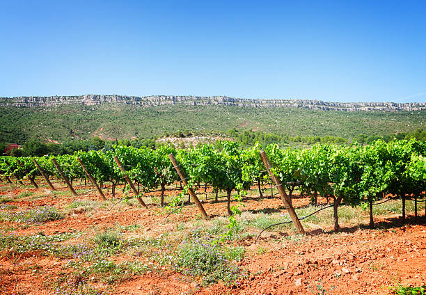 istock Vineyard of France 592003862