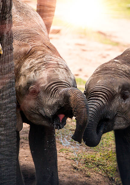istock African Mother Elephant and babies 592004260