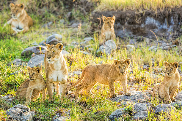 istock Lioness and lion cub 592004596