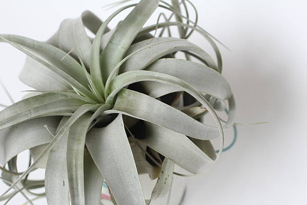 istock air plant tillandsia 592006014