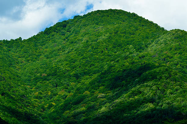 istock Fresh green of the mountain 592006038