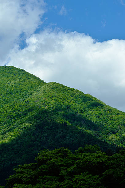 istock Fresh green of the mountain 592006132