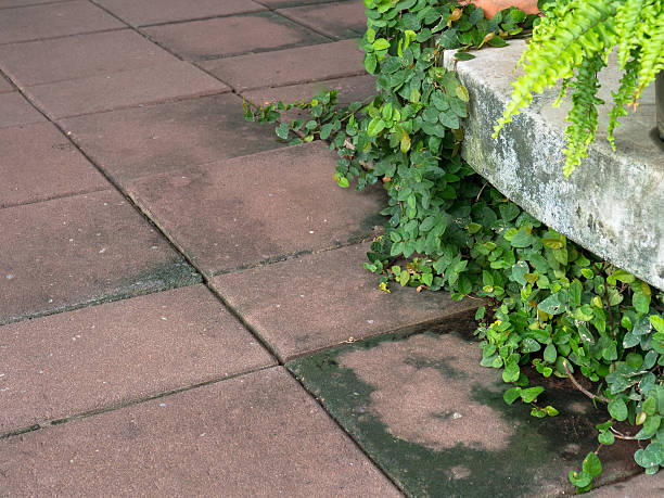 istock ivy on Concrete floor corridor in the park. 592007398