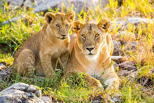 istock Lioness and lion cub 592008868