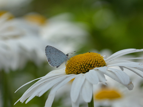 Holly blue butterfly or Celastrina argiolus on daisy flower hart 