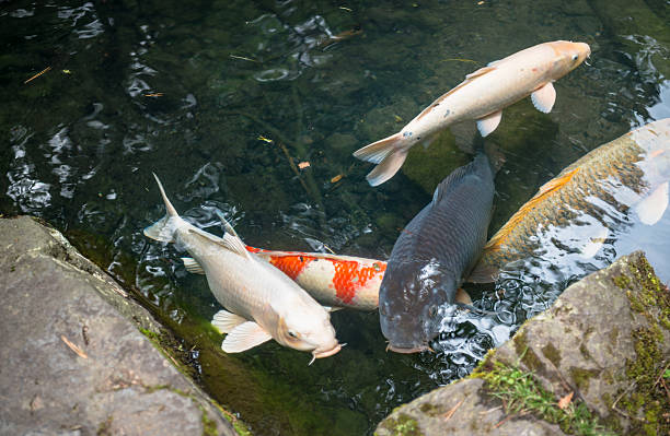 istock The colored carp swims in the lake 592009794