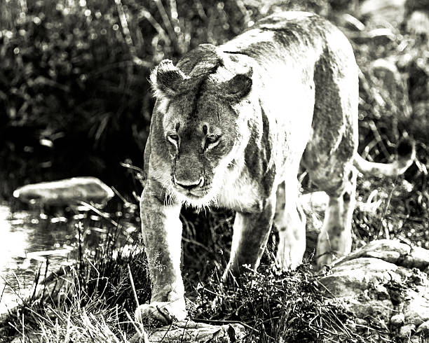 istock Alone Lioness preying near waterhole 592009934