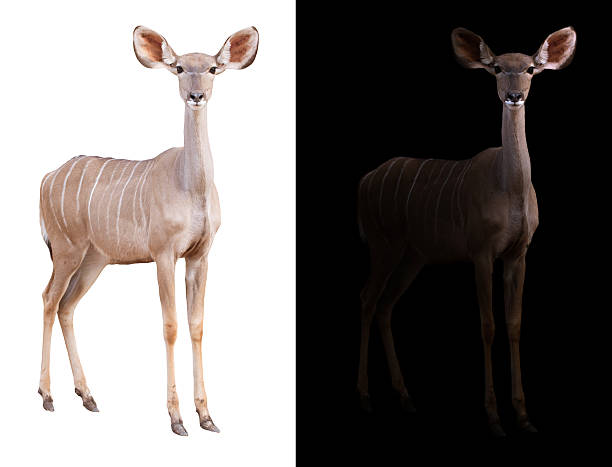 istock greater kudu in the dark and white background 592010674