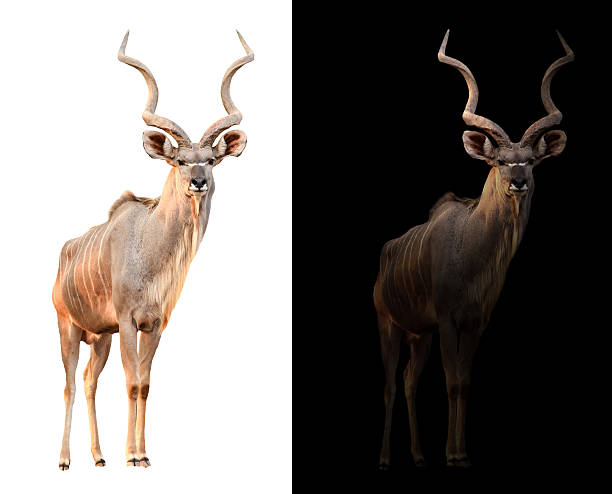 istock greater kudu in the dark and white background 592010736
