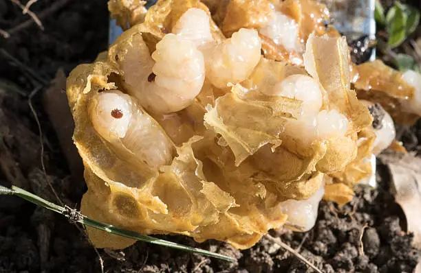 The black dots on the grubs (male honeybee brood) are varroa mites, with visible legs at full resolution. They are on a beekeeper's hivetool and the brood was split open when the beekeeper visited the hive and removed the cover.