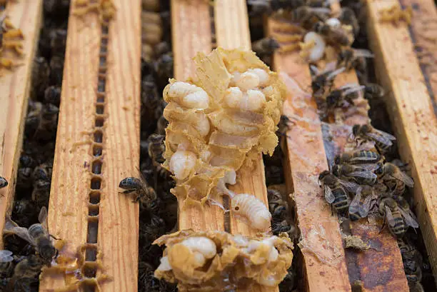 The black dots on the grubs (male honeybee brood) are varroa mites, with visible legs at full resolution. They are on a beekeeper's hivetool and the brood was split open when the beekeeper visited the hive and removed the cover.
