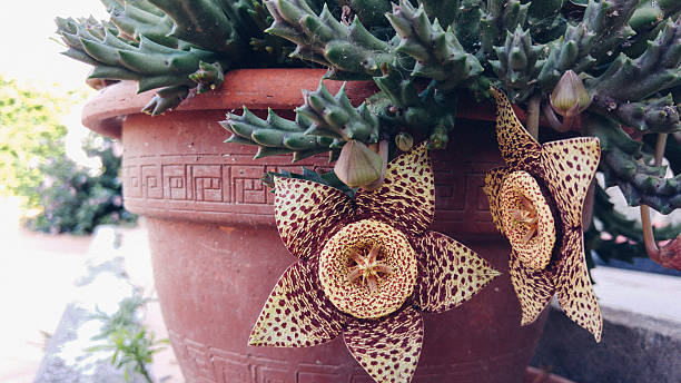 istock Starfish Plant, Carrion Flower 592011754