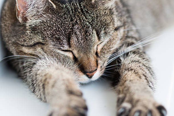 Spleeping, stretched cat stock photo