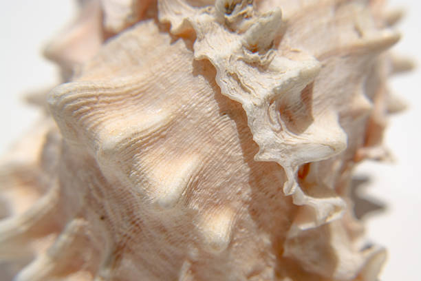 istock Extreme closeup of a conch shell 592014632