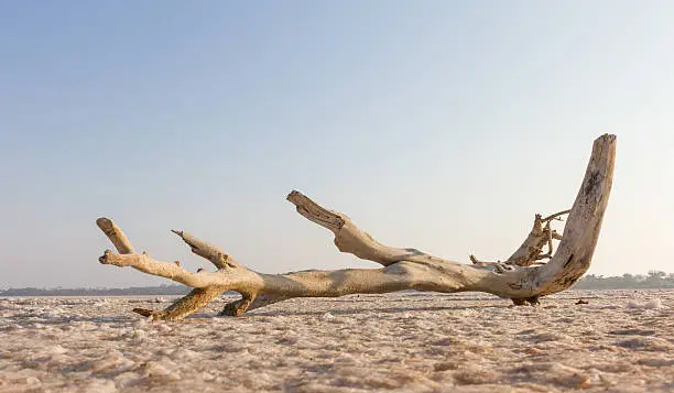 Broken tree branch at Larnaca salt-lake, dried out in the summer