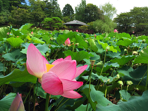 istock lotus bloom beautifully in nature 592016840