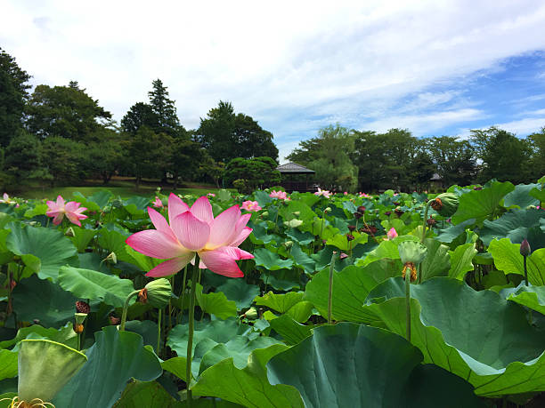 istock lotus bloom beautifully in nature 592016926