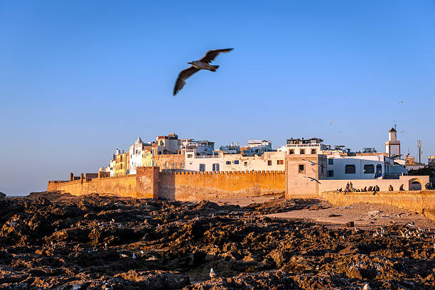 istock Seagulls in Essaouira, Morocco, North Africa 592018918