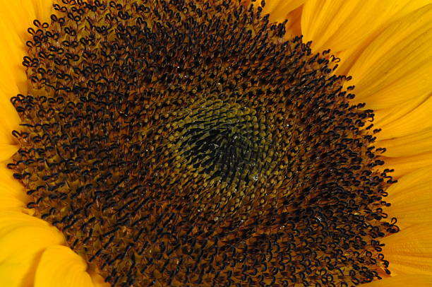 istock Close-up of a flowering sunflower 592019190