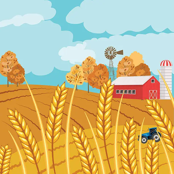 Vector illustration of Autumn Wheat Field and Farm