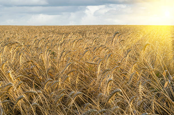 istock Golden wheat field at sunrise 592020250