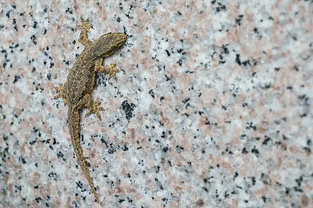 Photo of close up gecko reptile climbing a wall