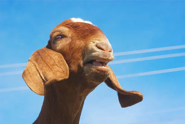 goat bleating with long ears brown fur and blue sky