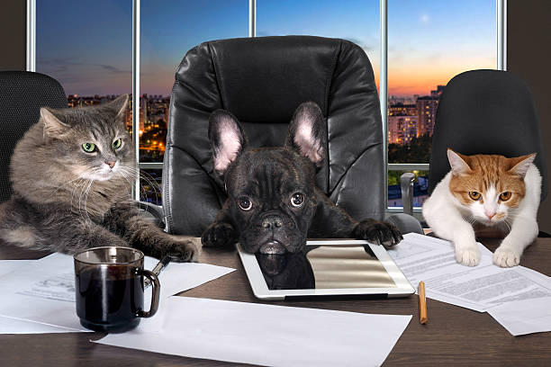 480+ Stupid Cat Stock Photos, Pictures & Royalty-Free Images - Istock | Stupid  Dog