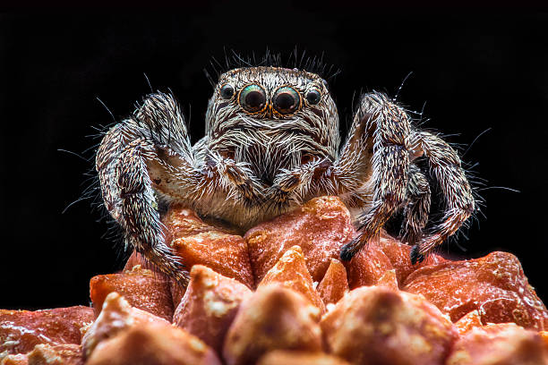 istock Portrait Salticidae spider on a black background 592025886