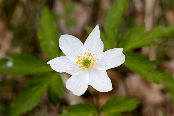Wood Anemone Woond Anemone (Anemone nemorosa) in the forest. wildwood windflower stock pictures, royalty-free photos & images
