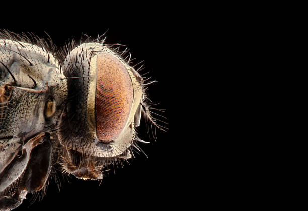 istock portrait of a fly on a black background 592026254