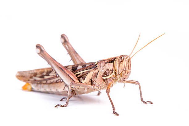 istock Giant Grasshopper, Tropidacris collaris 592026926
