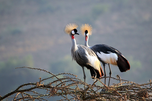 Grey Crowned Crane (Balearica Regulorum) Couple on Tree Top. Lake Mburo, Uganda