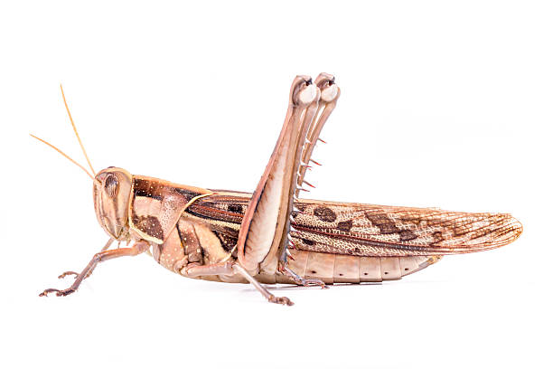 istock Giant Grasshopper, Tropidacris collaris 592027074