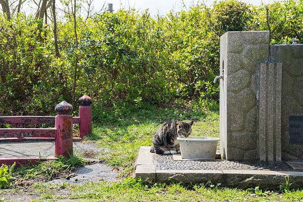 chat sauvage qui boit de l’eau - chat dar photos et images de collection