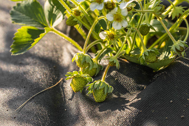 Detail on a Unripe Strawberries planted in Black Landscape Fabri stock photo