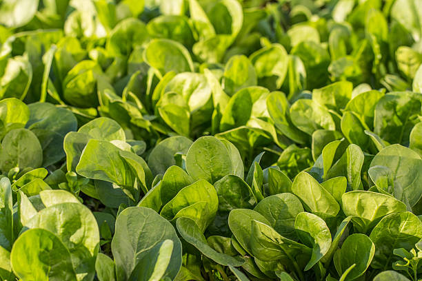 Spinach Leafs in Vegetable Bed - Green Spinach Uniform Backgroun stock photo