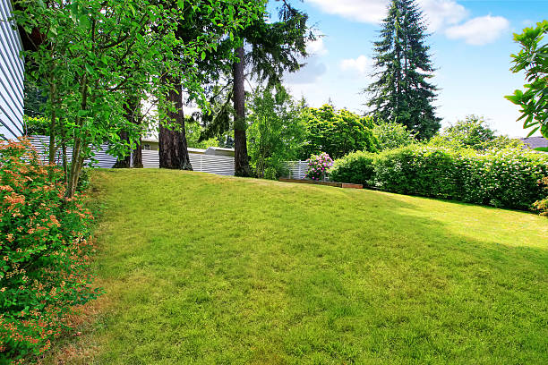 istock Backyard well kept lawn, nicely trimmed grass and bushes 592029448