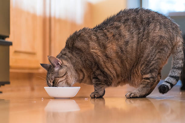 Fat Cat Eating Food Fat/Obese Cat Eating Food chubby cat stock pictures, royalty-free photos & images