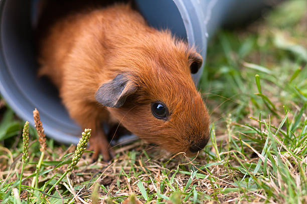 guinea pig gets out from the pipe on the grass