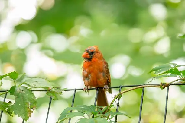 Cardinal Rener Pictures Download Free Images on Unsplash Cardinal Rener Pictures Download Free Images on Unsplash