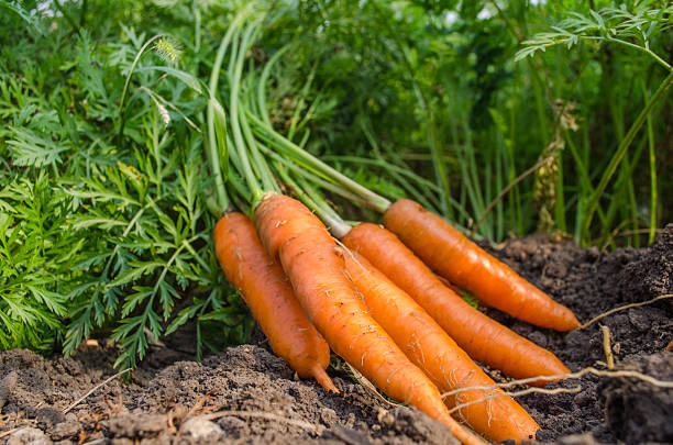 istock carrots dug from the garden 592033964