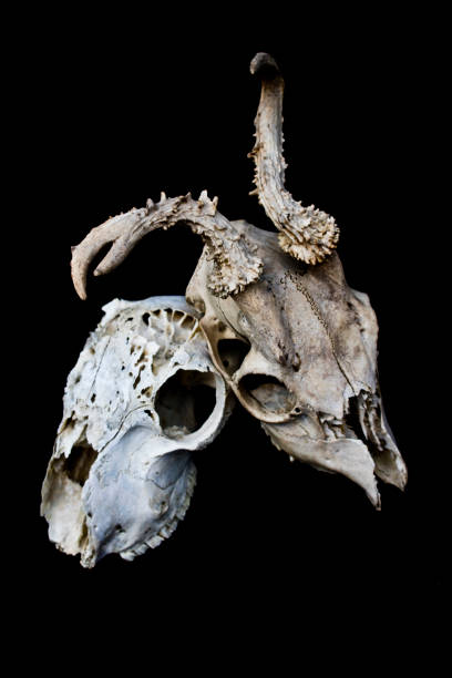istock Sheep and Deer Skull on Black Black Background 592358796