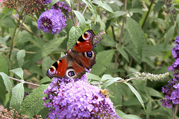 Nymphalinae Butterfly