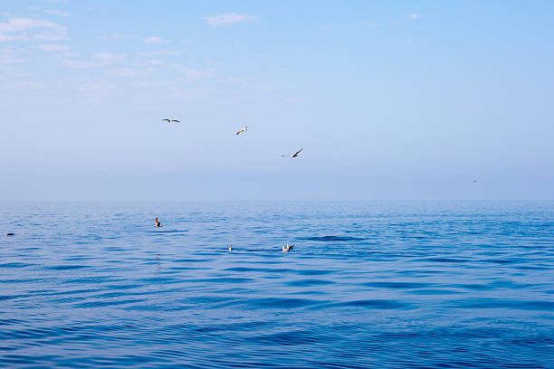 istock seagulls on the sea 592360046