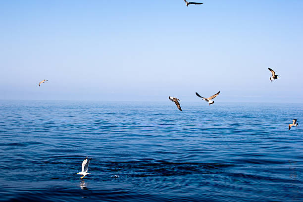 istock seagulls on the sea 592360214