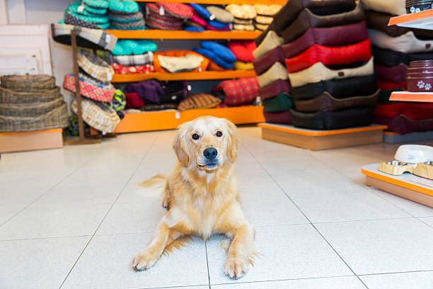istock Cute Golden Retriever in pet store 592360426